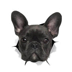 Black Dog