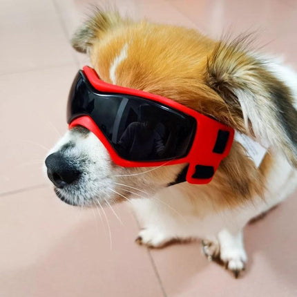 Small dog wearing red and black protective sunglasses for Dogs During Outdoor Walks and Playtime - UV eye protection