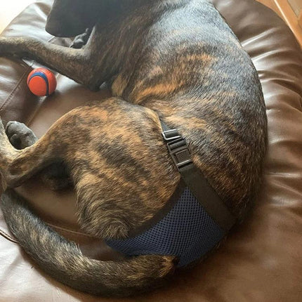Sanitary Pants for Female Dogs in Everyday Home Care - brindle dog resting on sofa wearing navy mesh sanitary pants to protect furniture