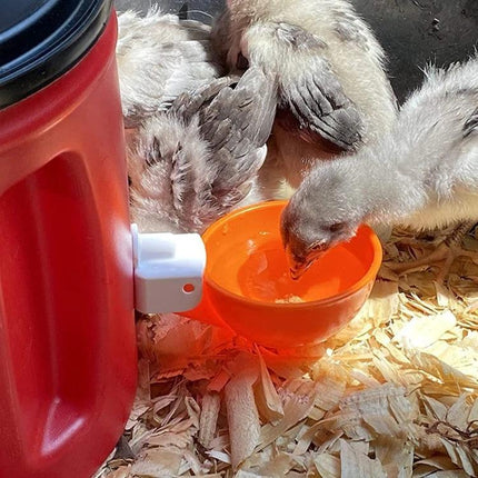 Daily Water Feeder for Backyard Poultry Care at Home - chicks drinking from attached orange cup in coop