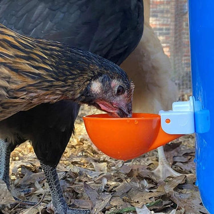 Daily Water Feeder for Backyard Poultry Care at Home - chicken drinking from orange cup attached to blue bucket