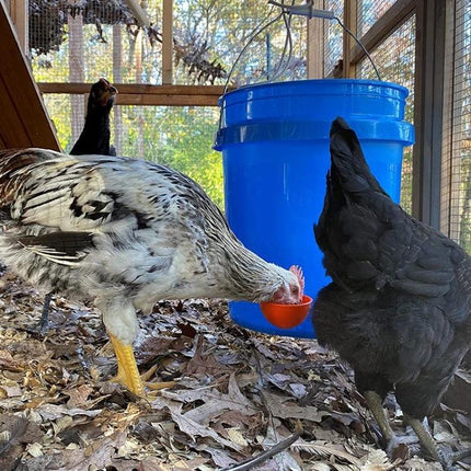 Daily Water Feeder for Backyard Poultry Care at Home showing chickens drinking from a bucket-mounted water cup in a coop