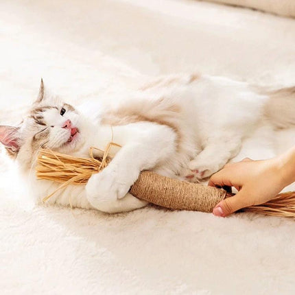 Silvervine Cat Toy for Everyday Kitten Play and Dental Care - fluffy kitten chewing natural silvervine stick for play and dental cleaning