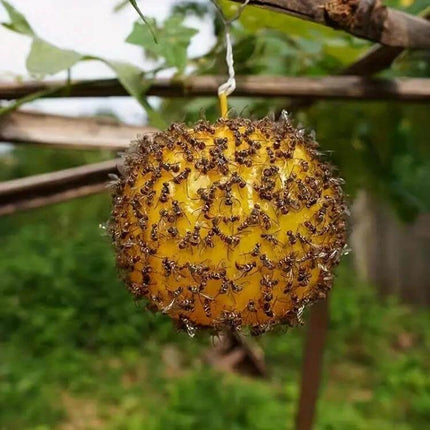 Outdoor Fruit Fly Mosquito Citrus Trap Sticky Ball Yellow hanging in garden covered with trapped insects