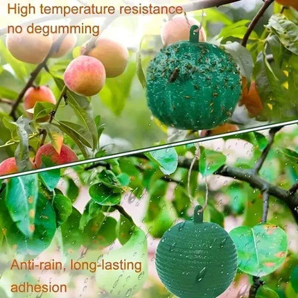 Outdoor Citrus Fruit Fly Mosquito Trap Sticky Ball Green hanging in orchard capturing fruit flies on ripening fruit, chemical-free adhesive, outdoor use