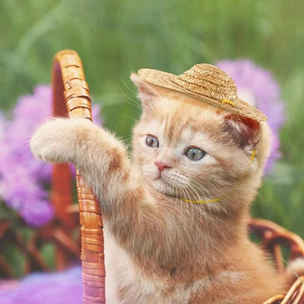 Straw Hat for Dogs and Cats on Outdoor Adventures and Parties - kitten wearing breathable lightweight straw hat with adjustable elastic strap