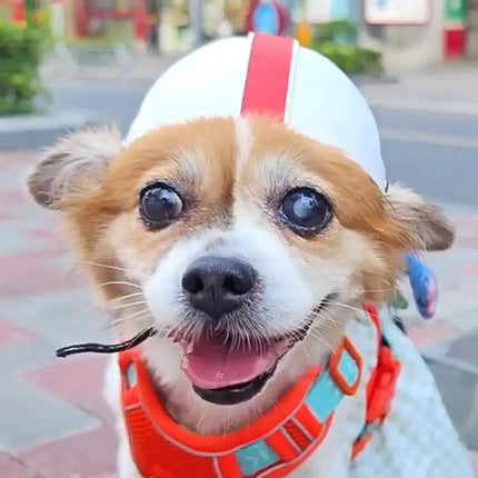 Comfortable Helmet for Small Dogs During Daily Walks