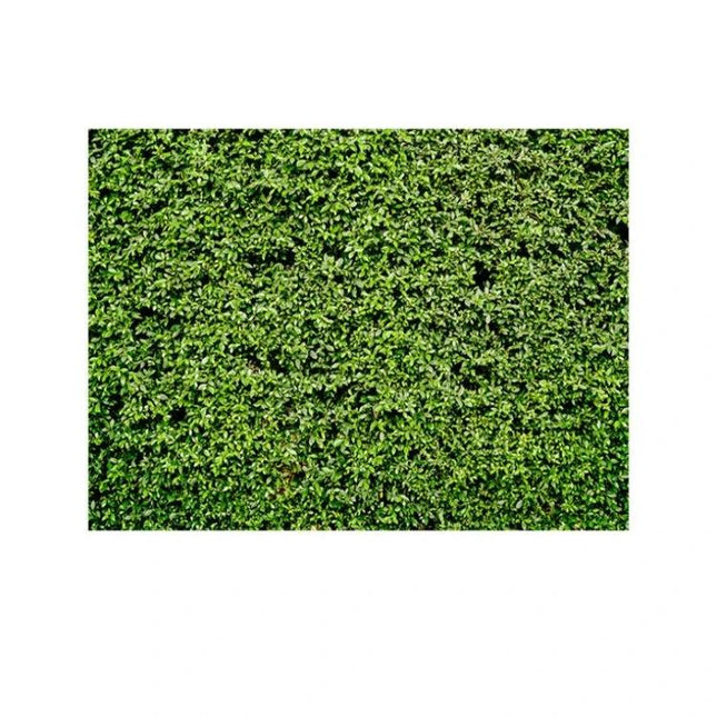2.1m x 1.5m Green Leaves Photography Background for Parties - realistic vinyl leaf backdrop for parties, weddings, birthdays, graduations