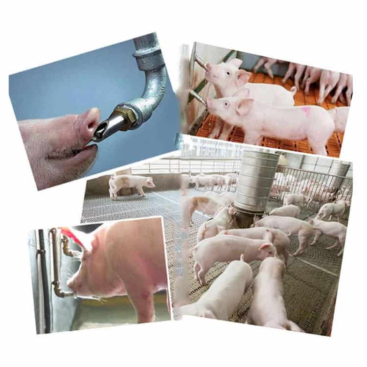 Stainless Steel Duckbill Drinking Fountain for Pig Raising Equipment • Livestock 5 Stainless Steel Duckbill Drinking Fountain For Pig Raising Equipment • Livestock - Image 5