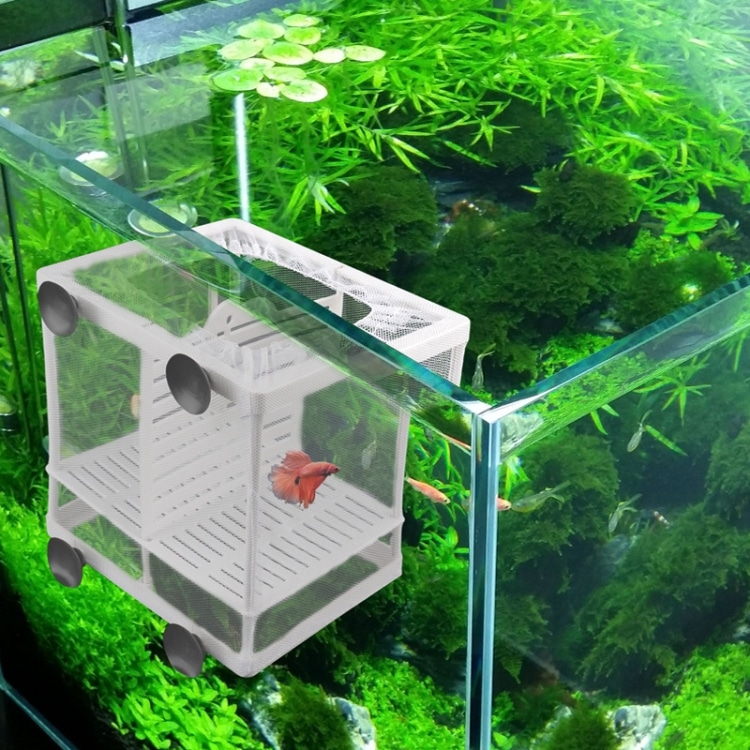 Compact Fish Breeding Isolation Tank • Ideal for Tropical Fish Care 8 Compact Fish Breeding Isolation Tank • Ideal For Tropical Fish Care - Image 8