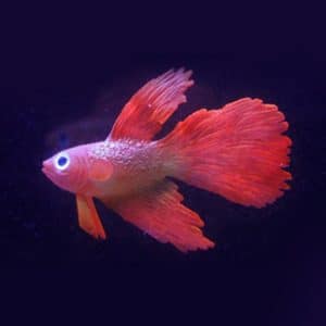 A red betta fish with flowing fins swimming in a dark background.