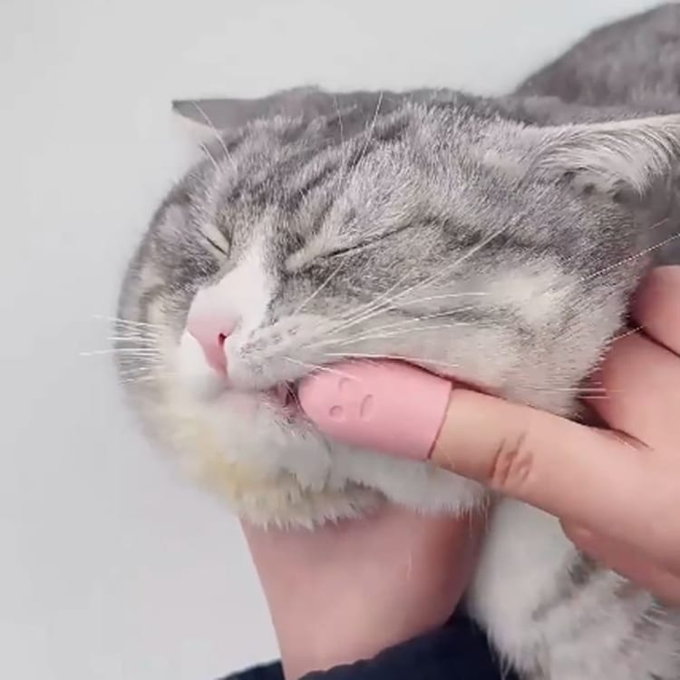 Pet Silicone Toothbrush for Cats & Dogs - Gentle Teeth Cleaning Brush for Chin Scrubbing 8 Pet Silicone Toothbrush For Cats &Amp; Dogs - Gentle Teeth Cleaning Brush For Chin Scrubbing - Image 8