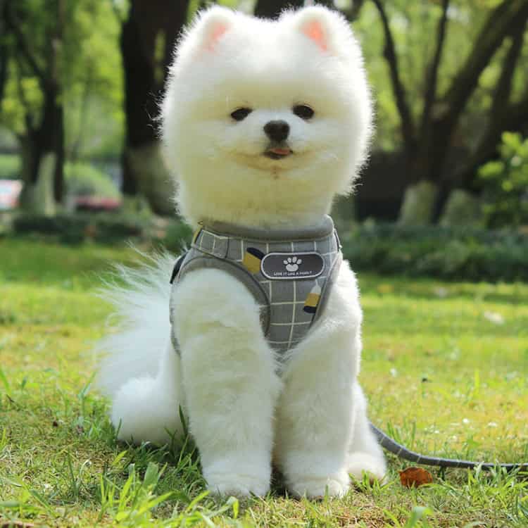 Secure & Comfortable Reflective Pet Chest Leash with Breathable Vest Traction 7 Fluffy White Pomeranian Dog Wearing Harness Sitting Outdoors In Park On Green Grass, Adorable And Well-Groomed Pet, Sunny Day, Natural Background With Trees, Perfect For Pet Lovers And Dog Enthusiasts.