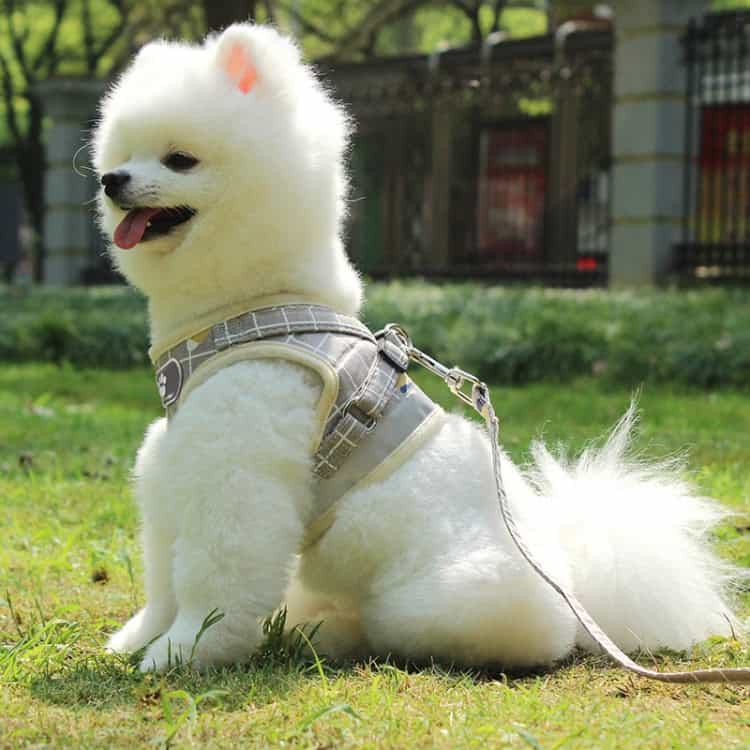 Secure & Comfortable Reflective Pet Chest Leash with Breathable Vest Traction 8 Fluffy White Pomeranian Dog Wearing A Harness Sitting On Grass In Park.